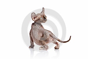 Cat. Elf cat kitten on white background