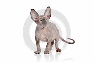 Cat. Elf cat kitten on white background