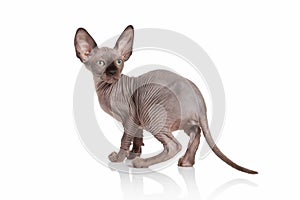 Cat. Elf cat kitten on white background