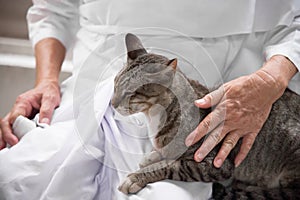 Cat in embrace of Buddhism nun