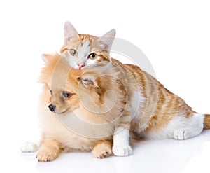 Cat embraces a dog. looking at camera. isolated on white backgr