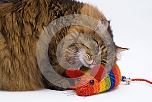 The cat embraces the mouse on the white background