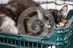 A Cat with emerald eyes rests in a lush green crate