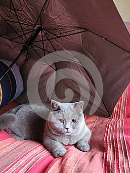 cat of English breed sits under an umbrella with expressive eyes