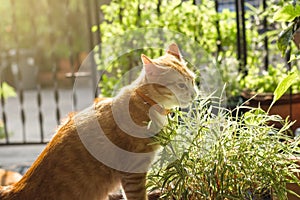 Cat enjoy eating bamboo leaves