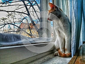 Cat enjoying in beautifull window view