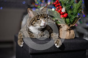 The cat enjoys Christmas