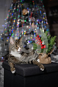 The cat enjoys Christmas