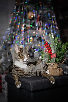 The cat enjoys Christmas