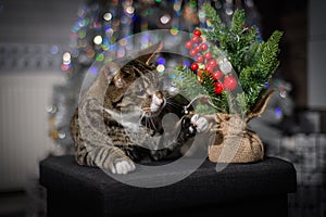 The cat enjoys Christmas