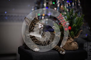 The cat enjoys Christmas