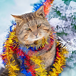 Cat entangled in the colorful streamer