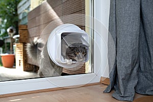 Cat entering room through cat flap