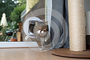 Cat entering room by passing through cat flap in window