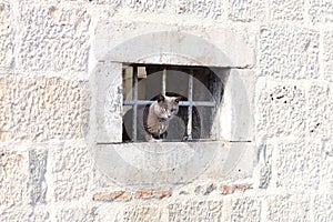 Cat escaping from the prison