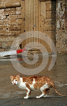 Cat from Essaouira