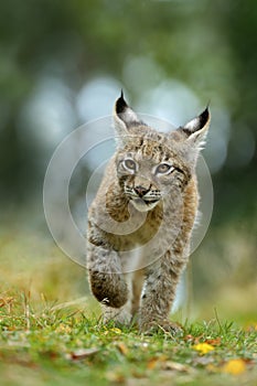 Cat Eurasian lynx in the green grass in czech forest, baby chick