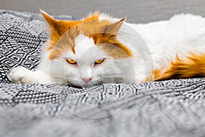 a cat with an evil look lies on the bed