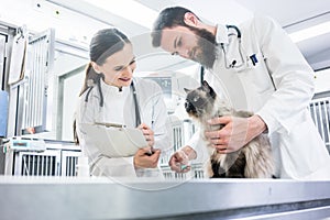 Cat on examination table of veterinarian clinic with two pet doc