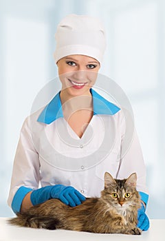 Cat on examination by a veterinarian