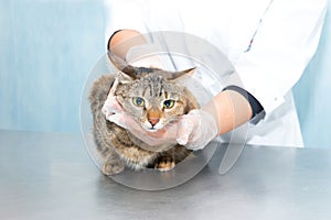 A cat examined by a doctor in a veterinary clinic. Vererinar in latex gloves examines a cat on a metal table