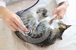 A cat is examined by a veterinarian in the clinic, close-up