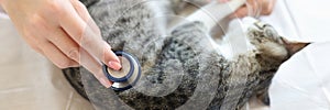 A cat is examined by a veterinarian in the clinic, close-up