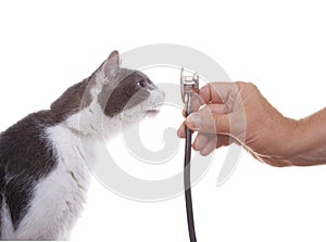 Cat Examining a Stethoscope