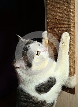 Cat exercise claws against cat scratcher scratch