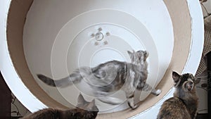 Cat exercising on treadmill - Maine Coon running on wheel. slow motion