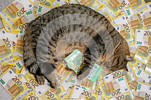 Cat expenses.cost of veterinary services for pets. Sleeping Striped cat with a pack of euros on euro banknotes