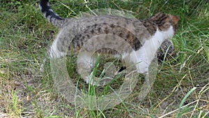 Cat explores a hedgehog outdoors on background of green grass