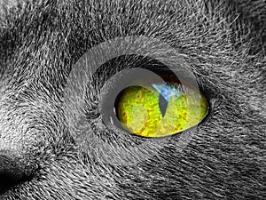 Cat eye