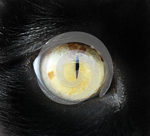 Cat eye