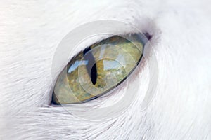 Cat eye