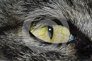 Cat eye