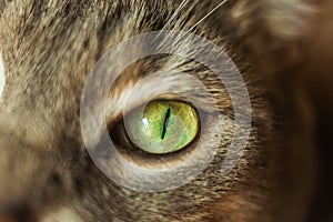Cat Eye Bright Green Looks Pupil Close Macro .Concept Night Vision