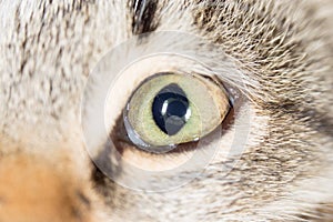 Cat eye. close-up