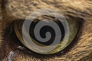 Cat eye close up