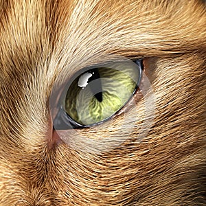 Cat Eye Close Up