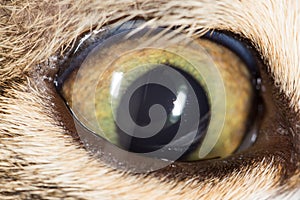 Cat eye. close-up
