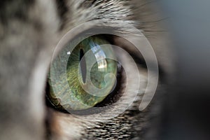 Cat eye close up with narrow pupil