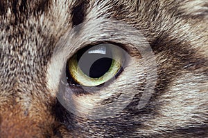 Cat eye in close up photo