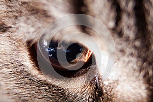 Cat eye closeup