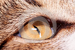 Cat eye high close magnification