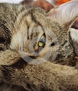 cat, eye, look, ear, green, striped, wool, brown, one, closed, hid