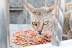 Cat eye look unfriendly and food