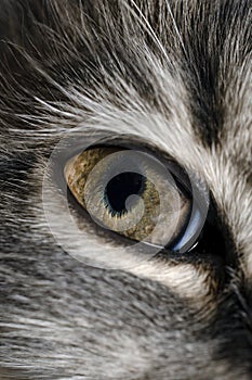 Cat eye macro, close up
