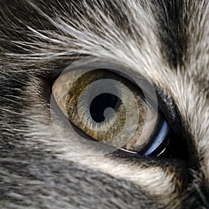 Cat eye macro, close up