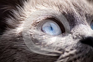 Cat eye in macro. Scottish straight ear cat face close up. Blue eyed cat portrait with gray fur looking around. Shallow